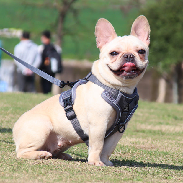 Adjustable Reflective Traction Leash Set - Tush Store