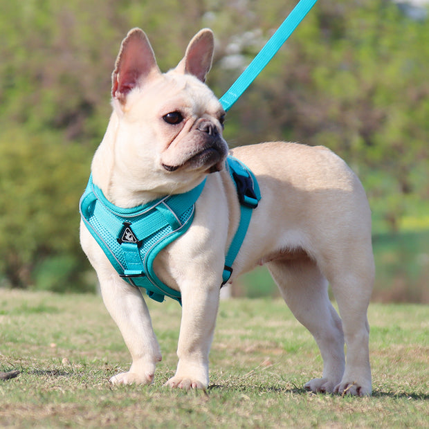Adjustable Reflective Traction Leash Set - Tush Store