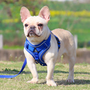 Adjustable Reflective Traction Leash Set - Tush Store
