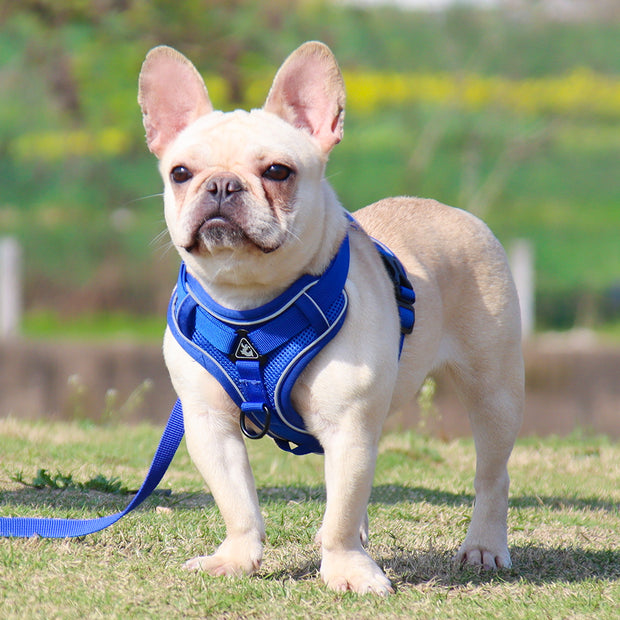 Adjustable Reflective Traction Leash Set - Tush Store