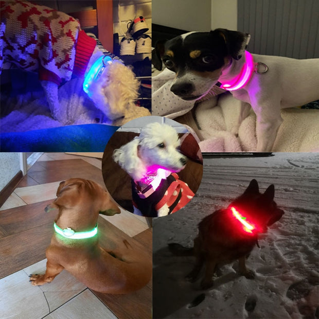 USB Rechargeable Pet Dog LED Glowing Collars - Tush Store