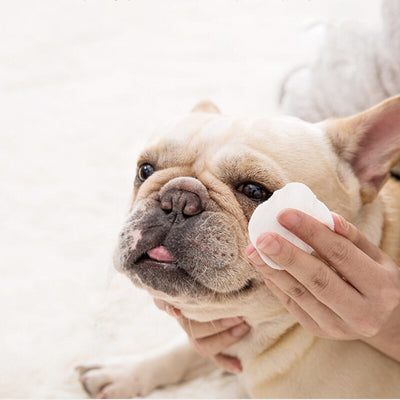 Pet Eyes Wipes - Tush Store